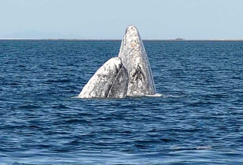 gray whale spyhopping