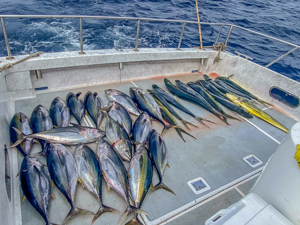 deck load of yellowtail