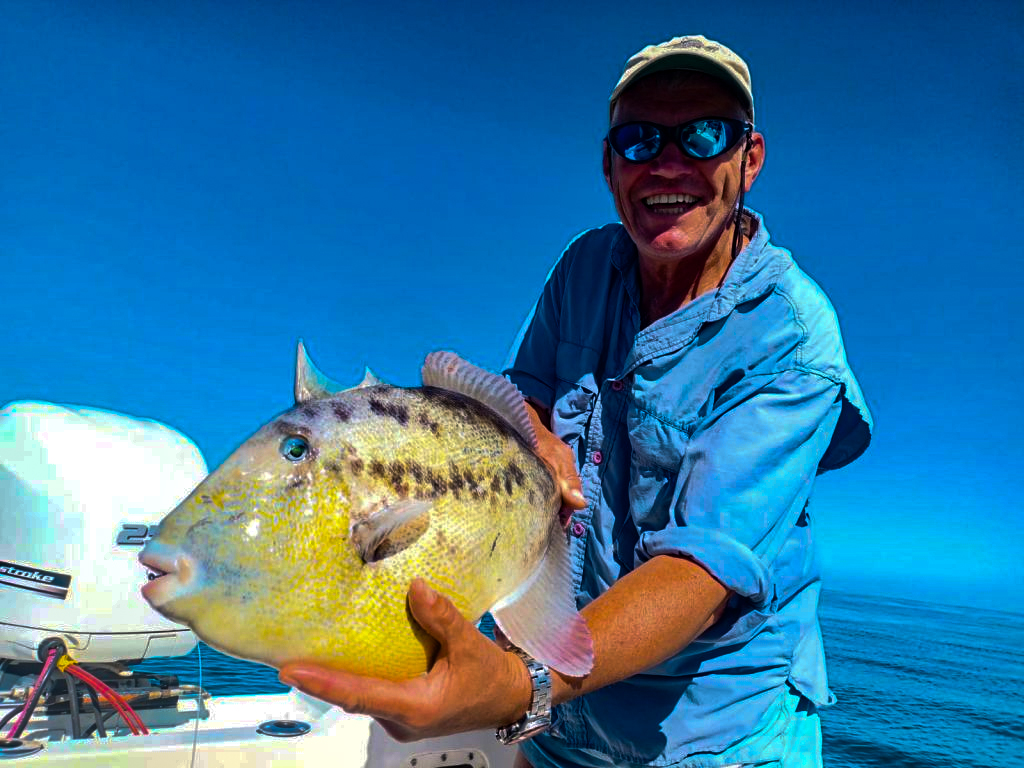 A huge triggerfish on the fly!